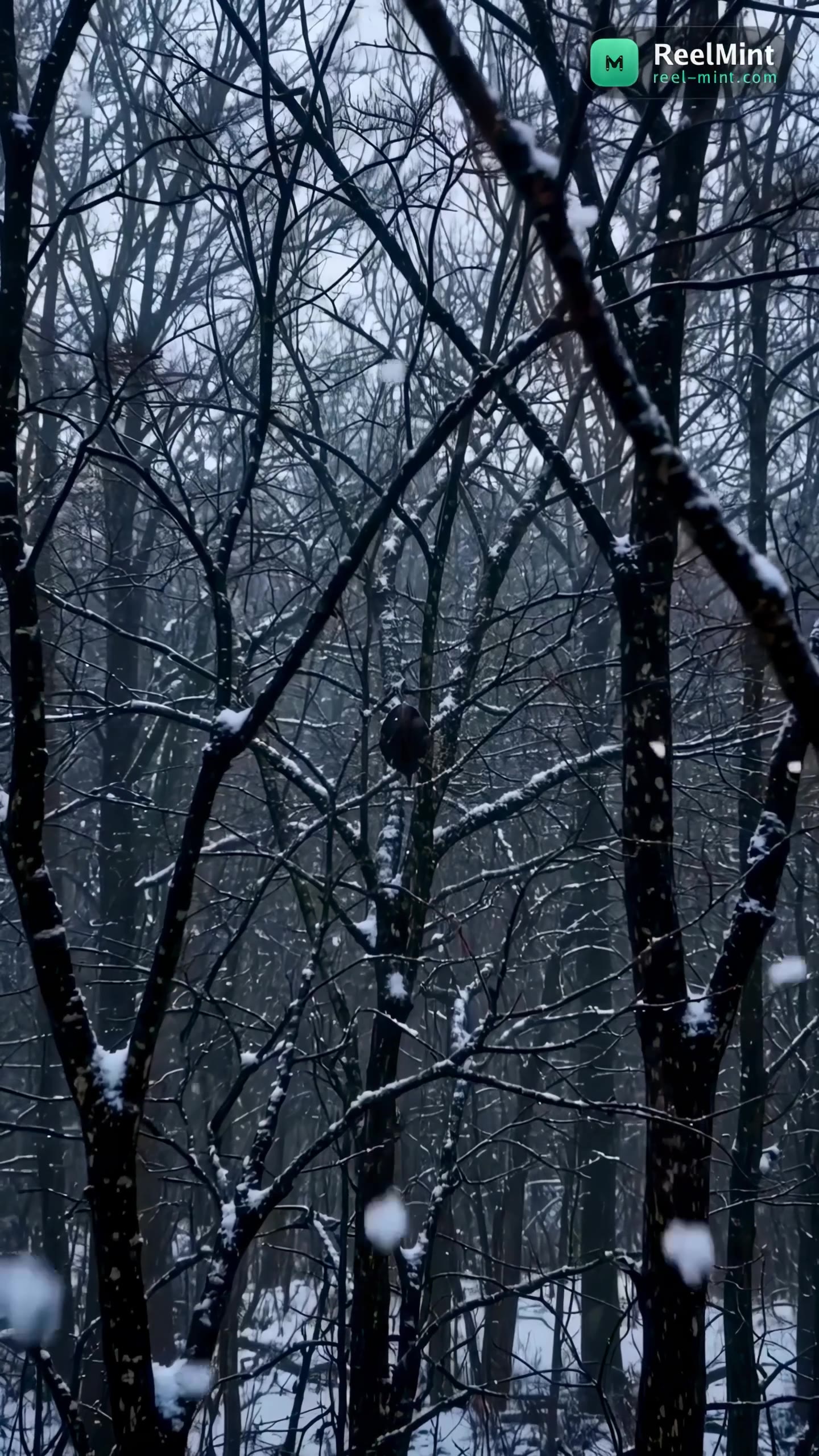 A quiet winter forest stands under a heavy grey sky as large, wet snowflakes fal